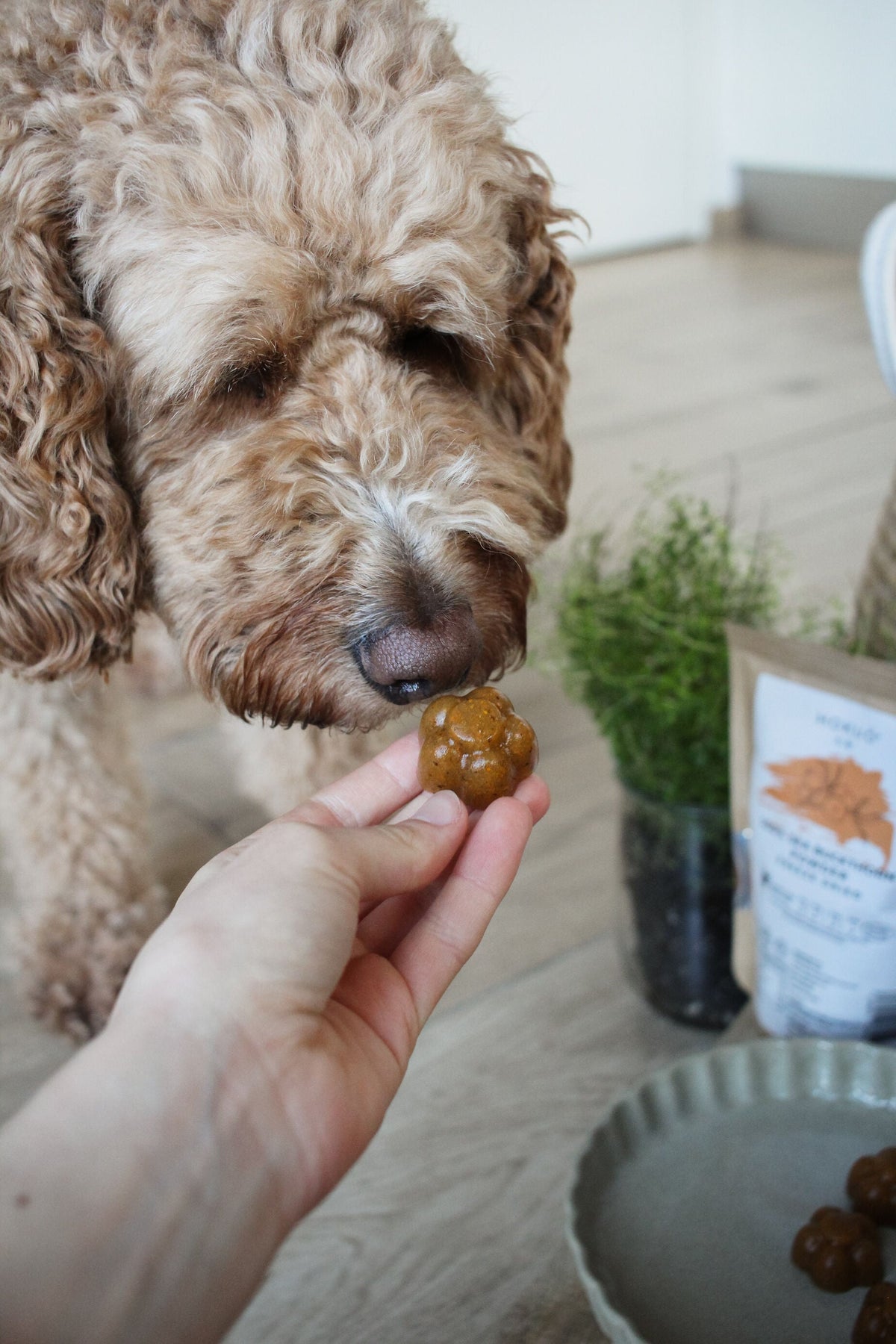 Bone Broth for your pet