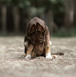 Dog chewing natural Hokuō® freeze-dried rabbit ears treat outdoors