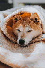 Dog resting comfortably wrapped in a soft merino wool blanket
