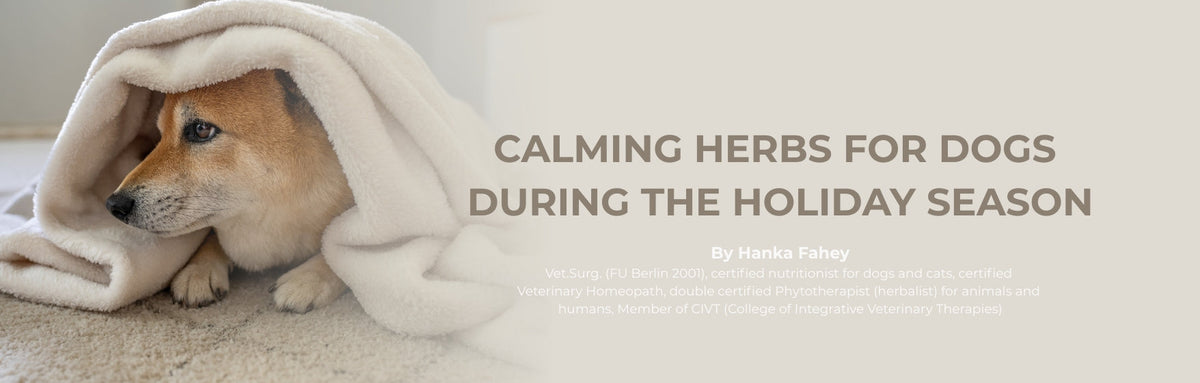 Calming Herbs for Dogs During the Holiday Season