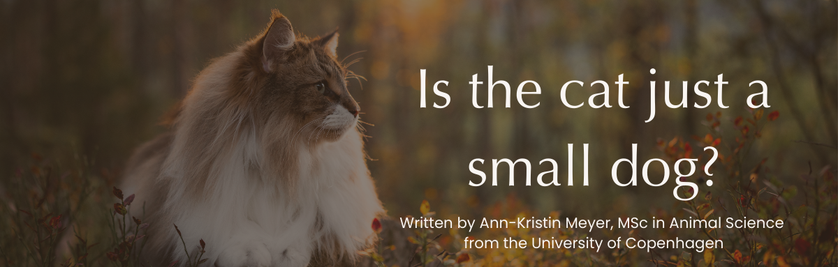 Is the cat just a small dog?