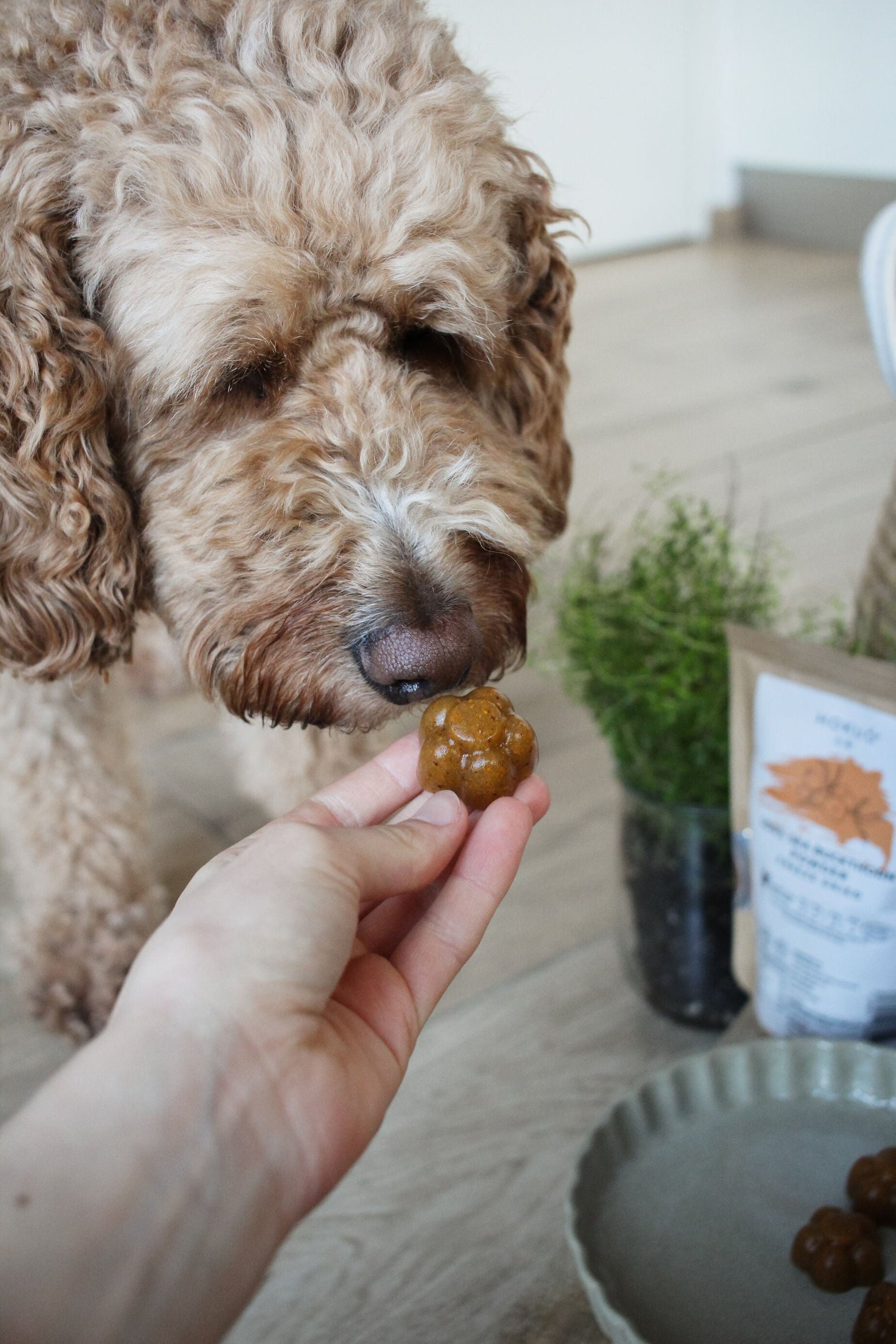 Bone Broth for your pet