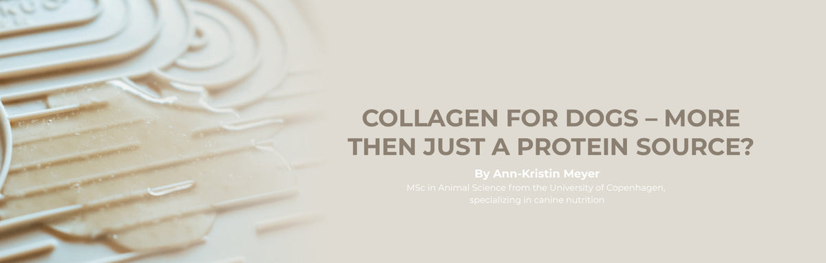 Kollagen – mere end bare et protein?