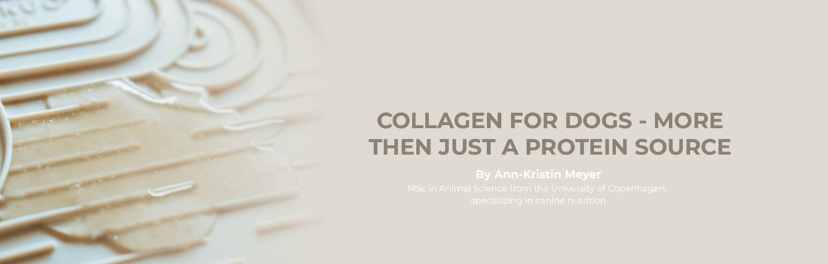 Kollagen – mere end bare et protein?