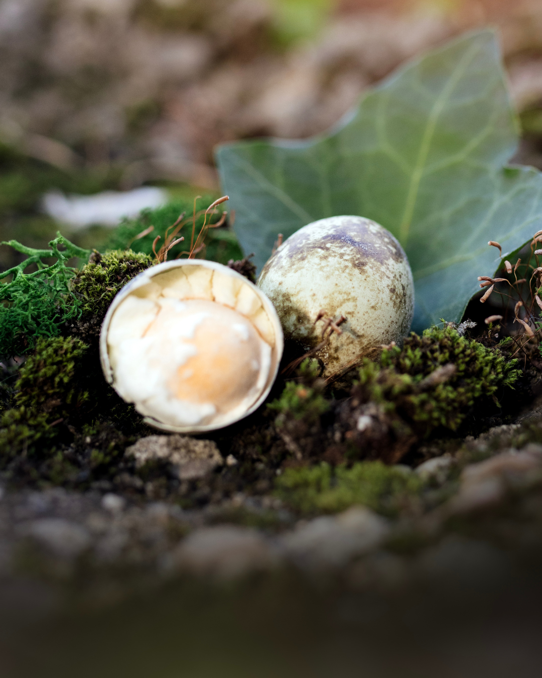 two quail eggs for dogs in the forest freeze-dried