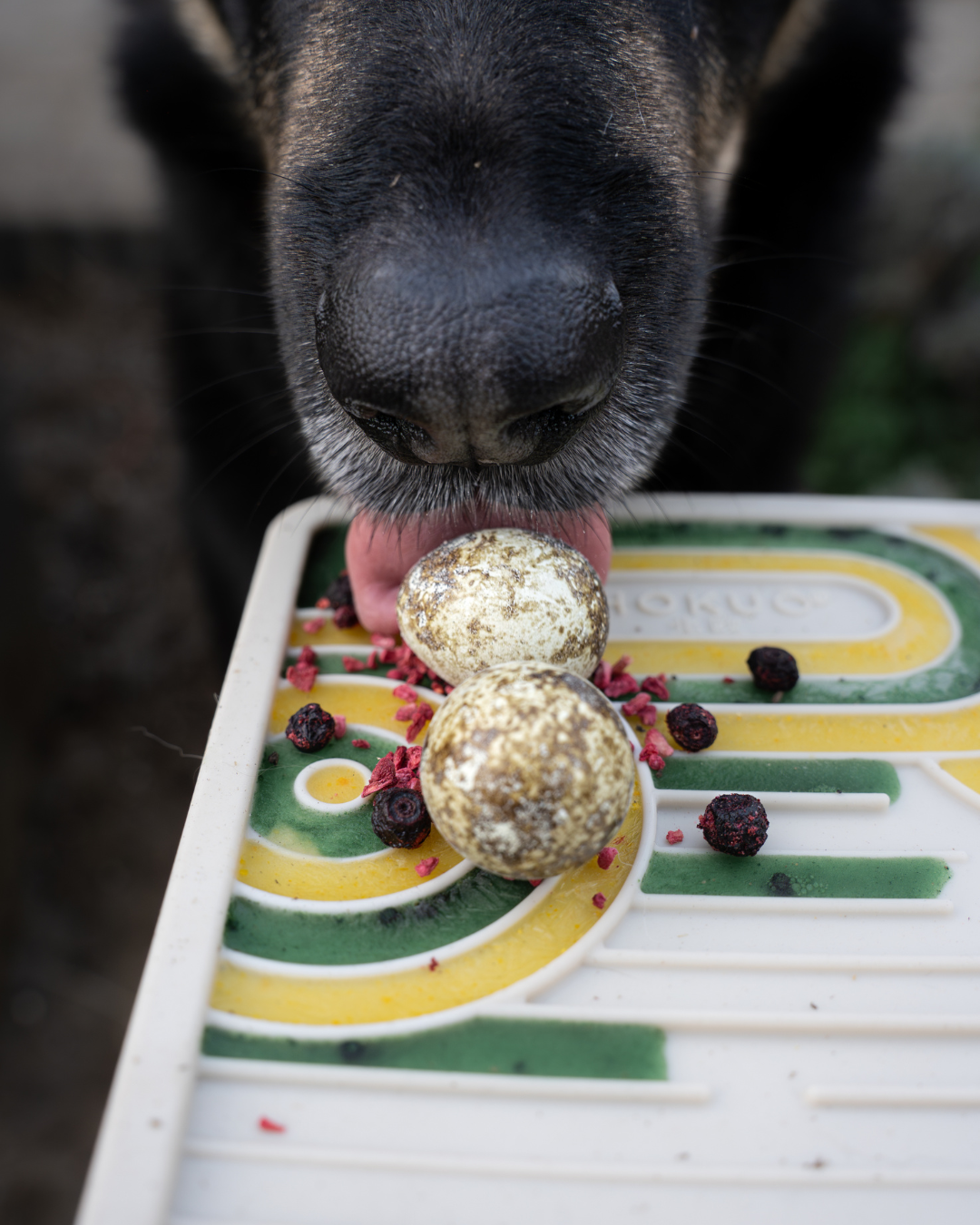 a cute dog with licking tounge on freeze-dried quail eggs for cats and dogs
