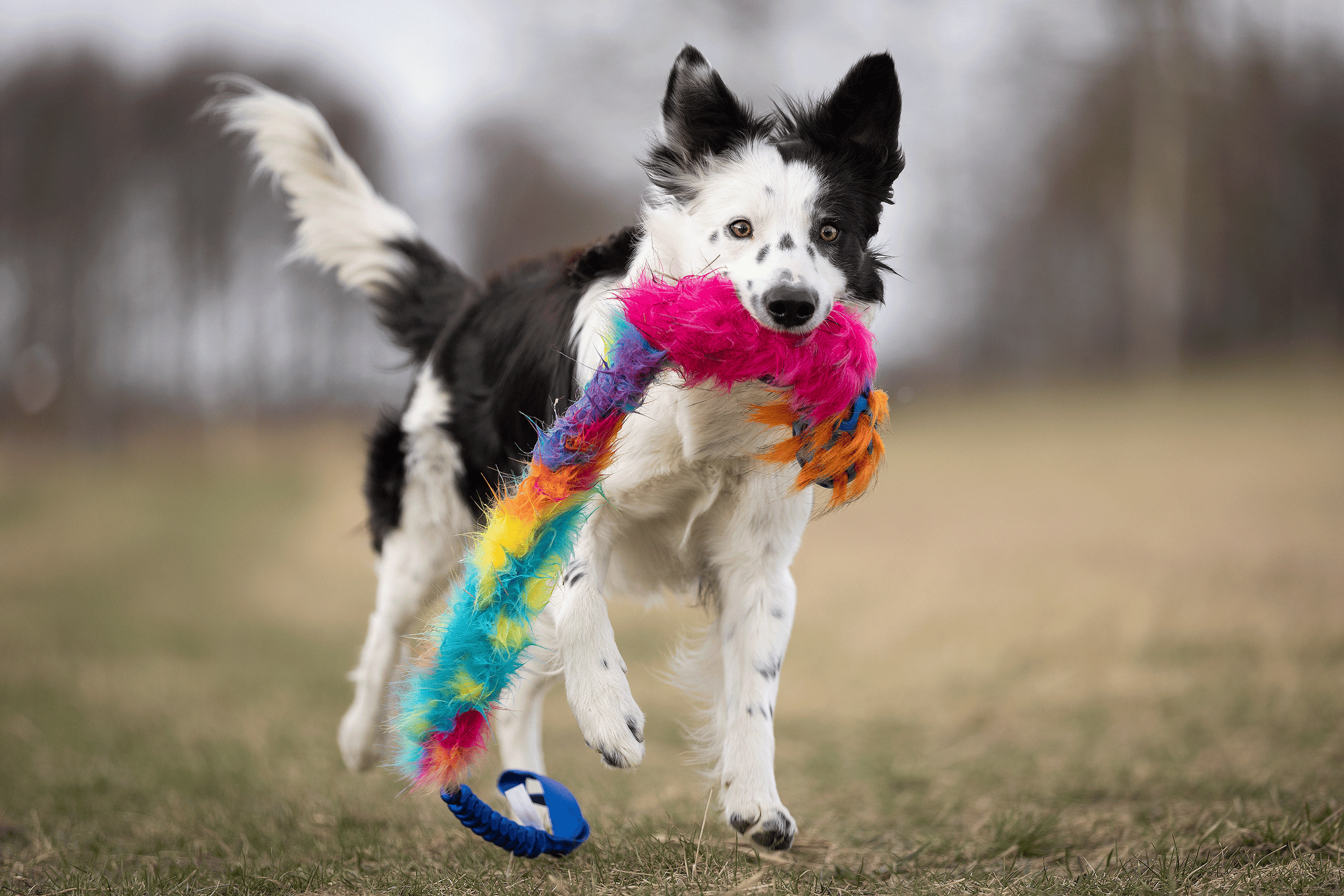 Hokuō® x Doggie-Zen Bungee Agility Toy