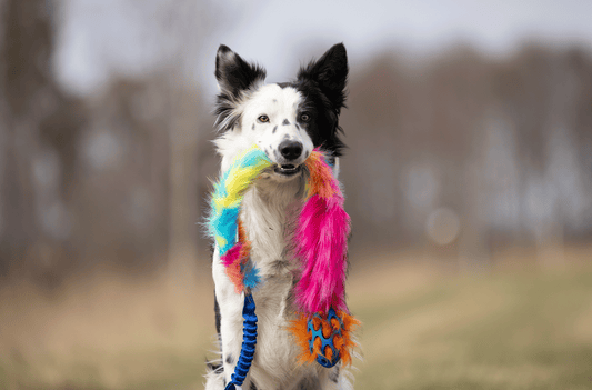 Hokuō® x Doggie-Zen Bungee Agility Toy
