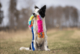 Load image into Gallery viewer, Hokuō® x Doggie-Zen Bungee Agility Toy
