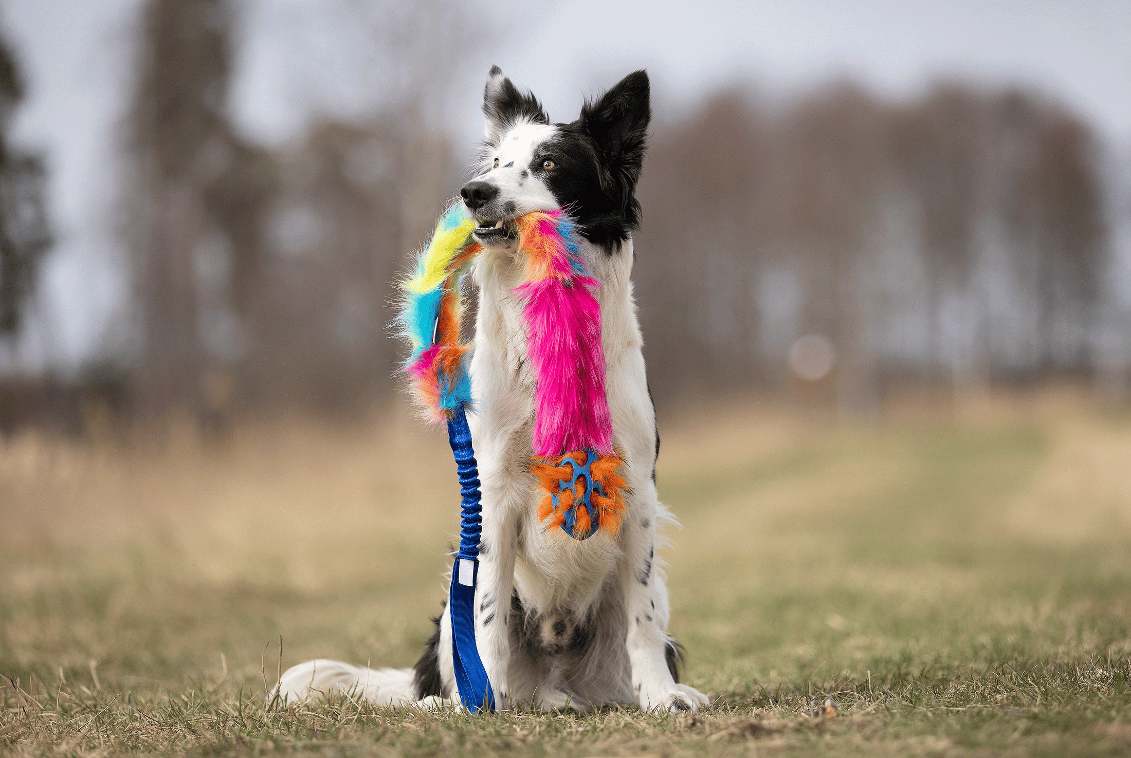 Hokuō® x Doggie-Zen Bungee Agility Toy