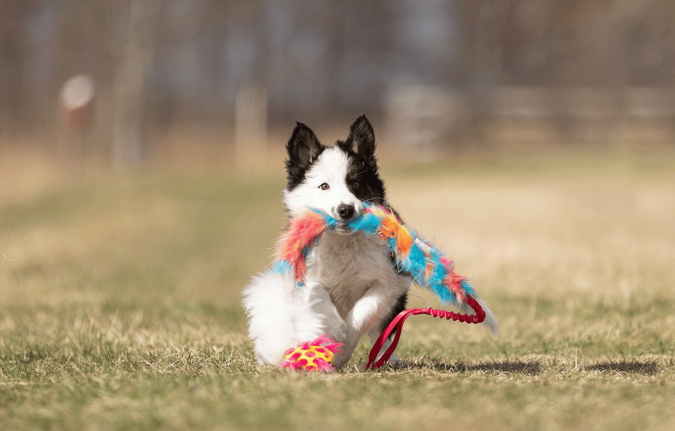 Hokuō® x Doggie-Zen Bungee Agility Toy