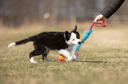 Hokuō® x Doggie-Zen Bungee Agility Toy