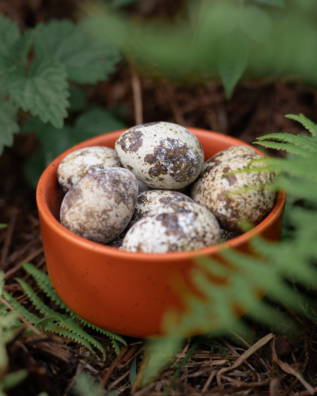 quail eggs for cats and dogs in a bowl freeze dried from hokuo
