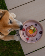 Japanese shiba inu smelling freeze-dried quail eggs for cats and dogs