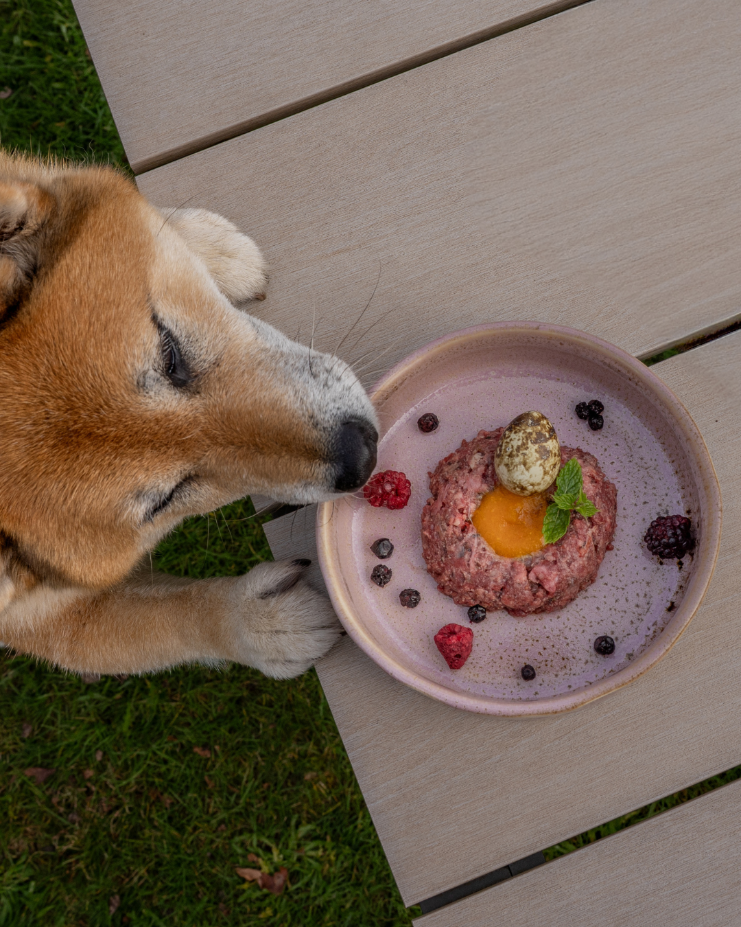 Japanese shiba inu smelling freeze-dried quail eggs for cats and dogs