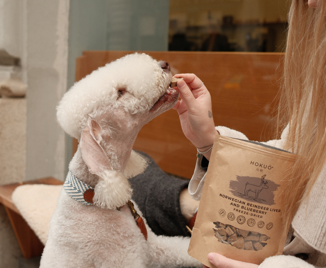 A cute dog with freeze dried treats from Hokuo made from norwegian reindeer liver of human grade quality
